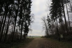 hohe-linde-2