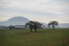 hohe-linde-3