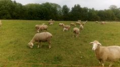 10-9-2017-kaltes-feld-4