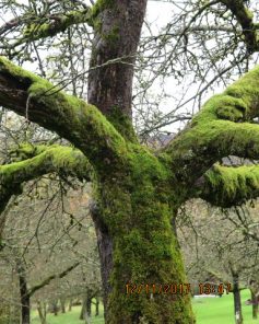 12-11-2017-wanderung-im-remstal-6